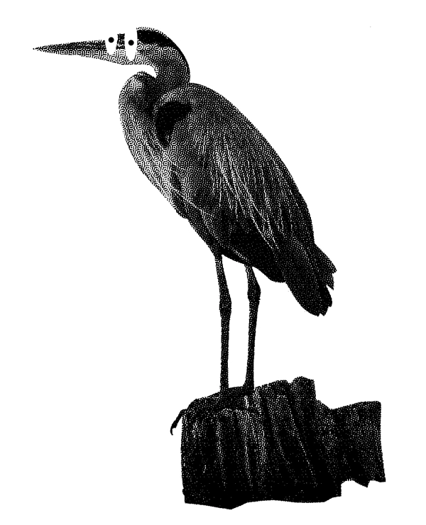 Visuel représentant un héron