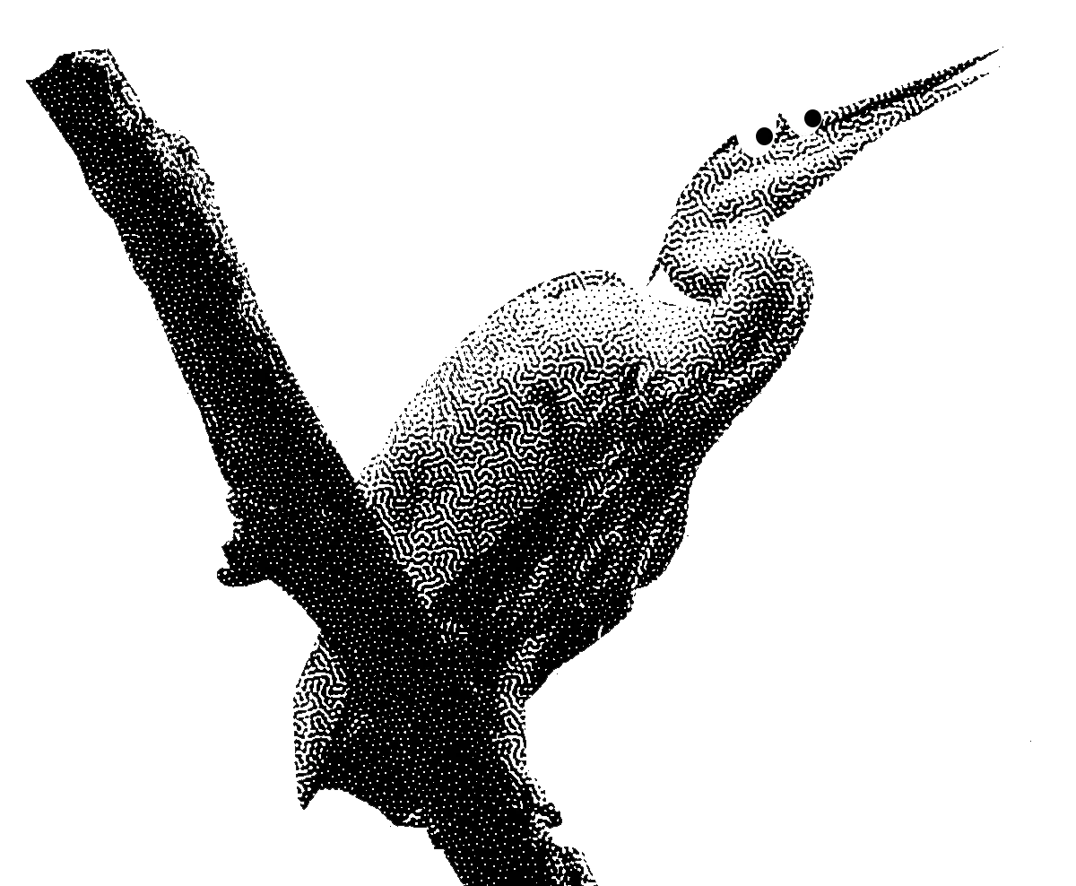 Visuel représentant un héron avec des yeux façon BD